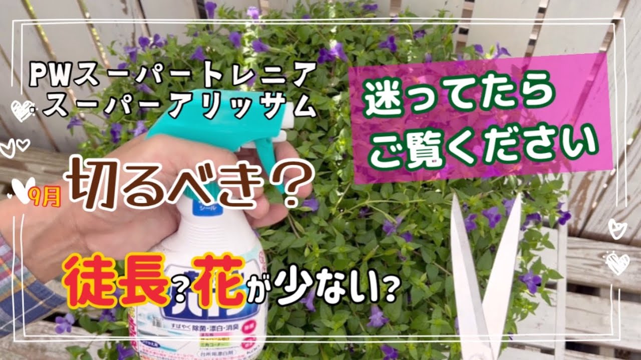 PWスーパートレニア+スーパーアリッサムを夏に切るべきか？迷ってたら見てください。茎伏せどうなった？