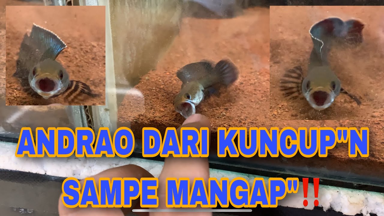 UPDATE ANDRAO YANG KUNCUP