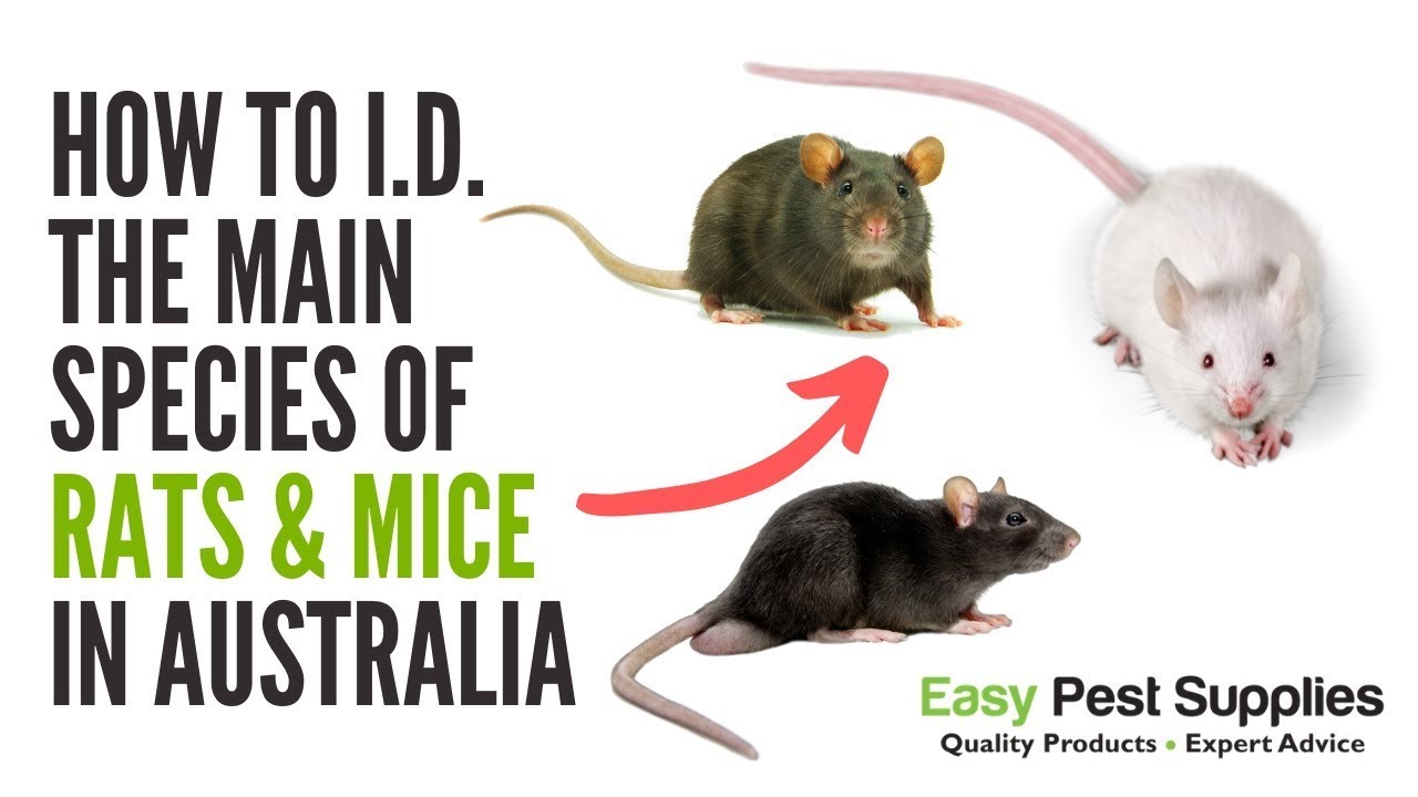 How to Identify the Main Pest Species of Rats & Mice in Australia