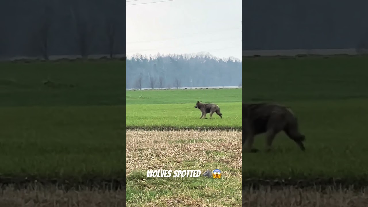 Wilk zauważony w Polsce #wilk #wilki #zwierzęta #natura #straszny #polska #polska #wilki #kr&oacute;l