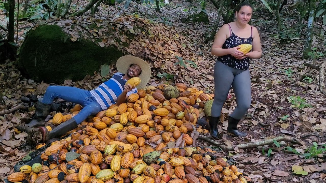 Minha primeira Colheita de Cacau na Bahia #sustentabilidade #diamond @TILAPIAMinhaVida