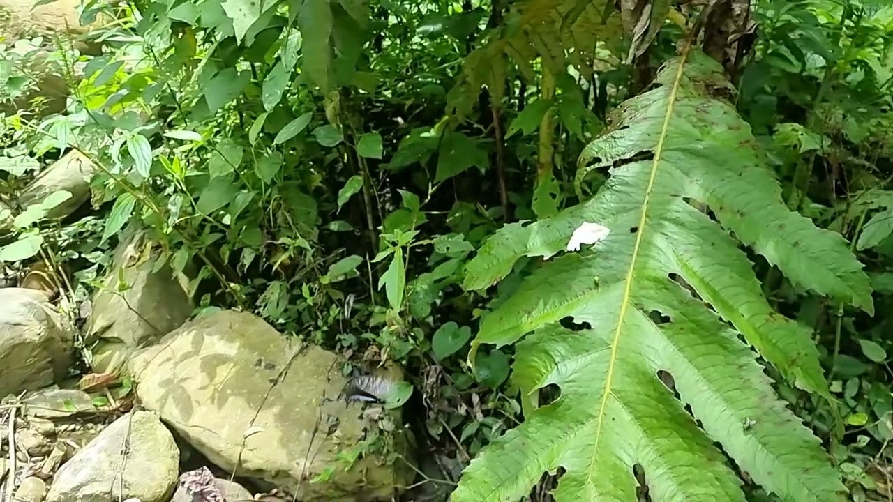Baeotus aeilus 240 fps