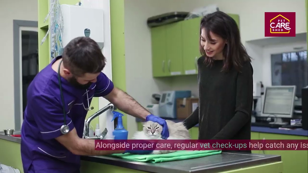 Persian Cats Explained The Truth About Care Grooming and Health