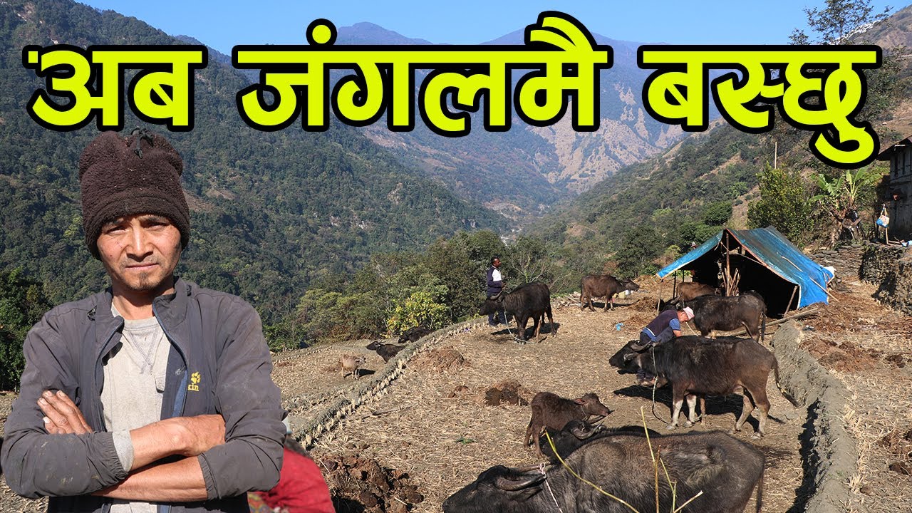 जंगली भैँसी पाल्न जंगलमै बस्ने तयारीमा गुरुङ दाई ||kiranpaudel