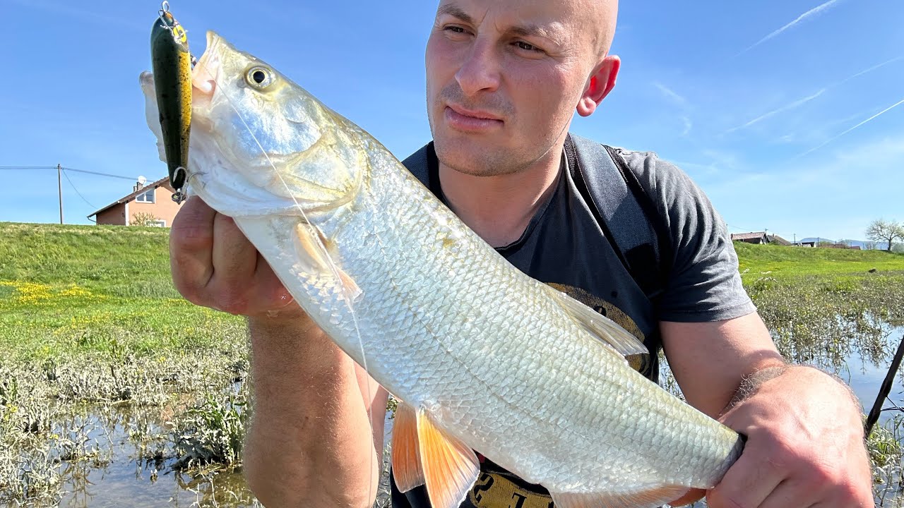 Bucov na zaru . Dva fulanja i jedan pogodak .  #sava #rapfen #fishing #river #naturelovers