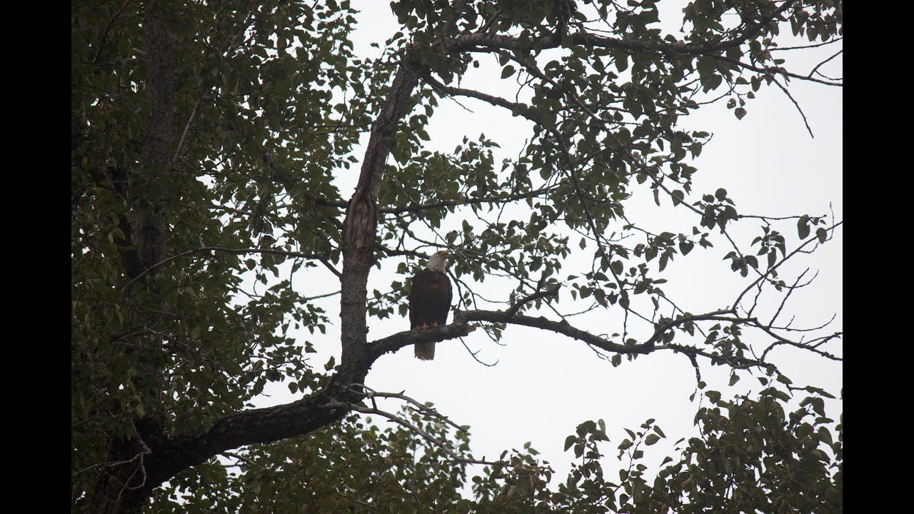 Alaska Chilkat Bald Eagle Preserve  |  Home Sweet World, S2 Ep. 14 (HD)