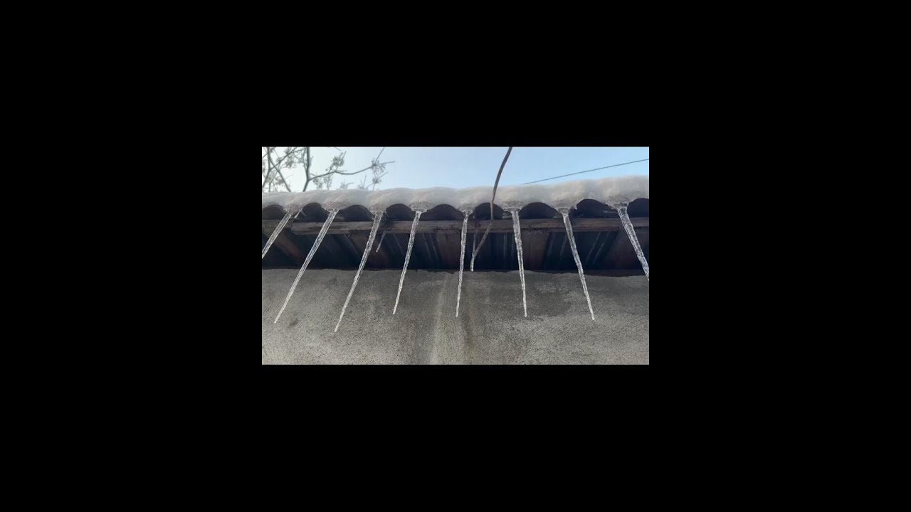 昨天还下着雪今天就出大太阳，鸭子跟狮头鹅都被困住不敢踏步