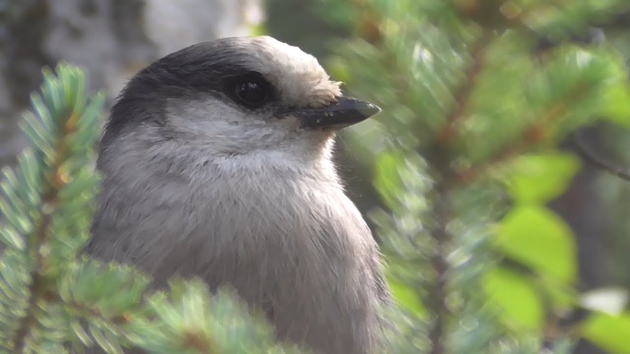 Canada Jay! | Spot