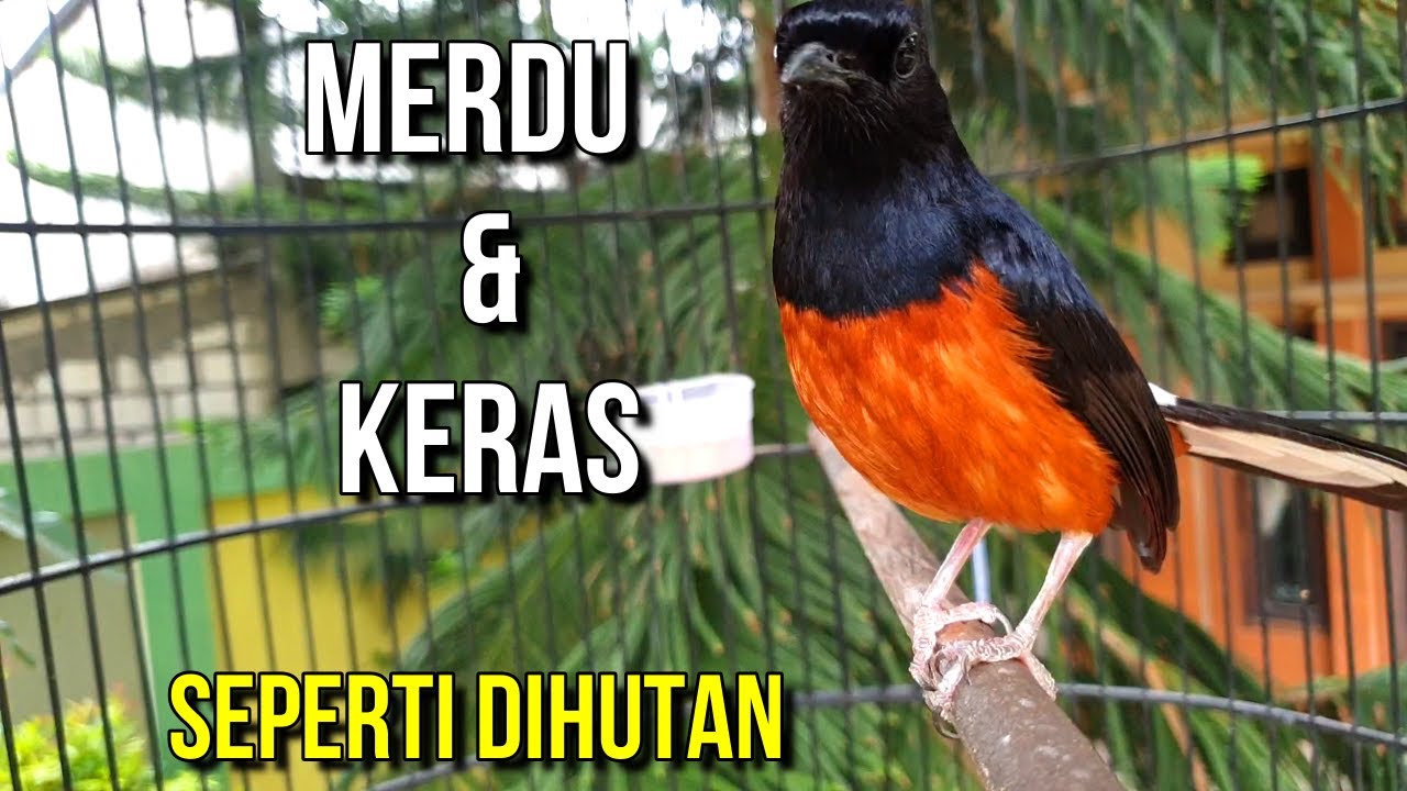 DIJAMIN LANGSUNG NYAUT dan IKUT GACOR dengan suara khas murai batu ini