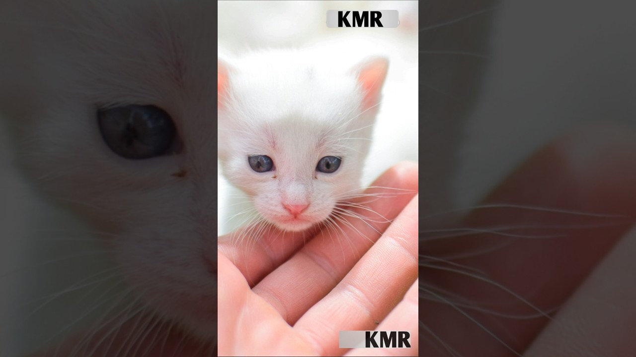 AI Cat Story | Heartwarming Tale, #shorts #aistory #aianimals