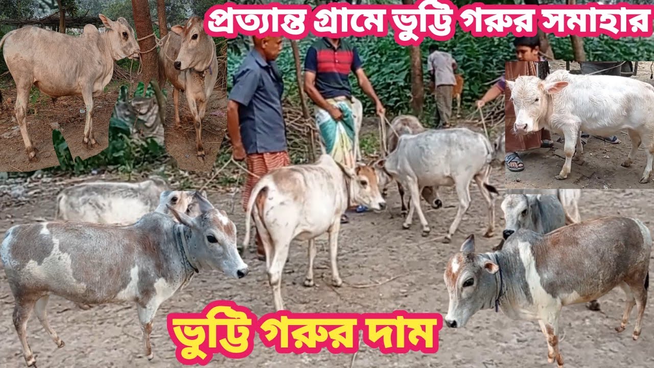 এ যেন ভুট্টি গরুর সমাহার || আকর্ষণীয় ৯টি ভুট্টি গরুর প্যাকেজ || ভুট্টি গরুর দাম || দিনাজপুর