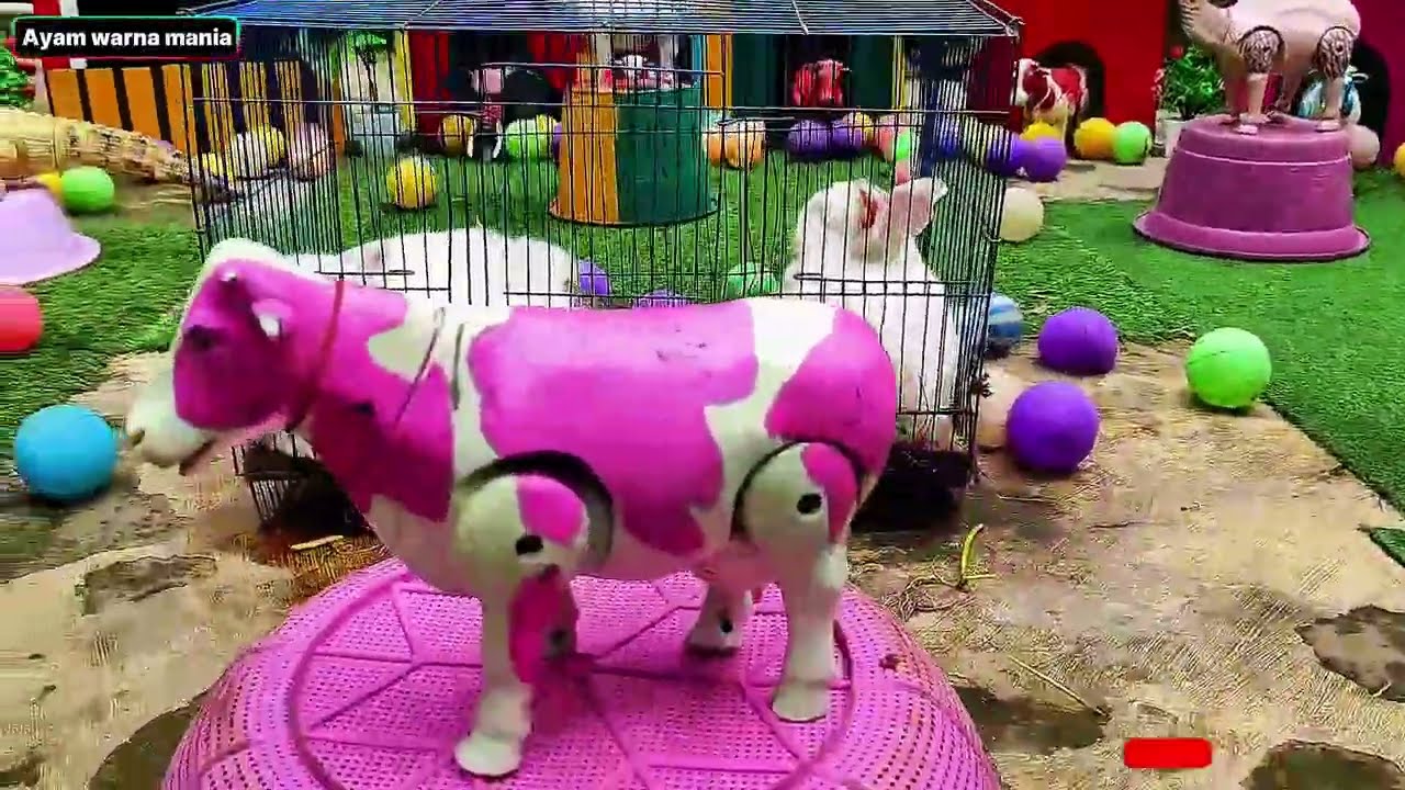 Ayam warna warni, Ayam Pelangi, Kelinci, Bebek, Sapi, dan Hewan Lucu Lainnya