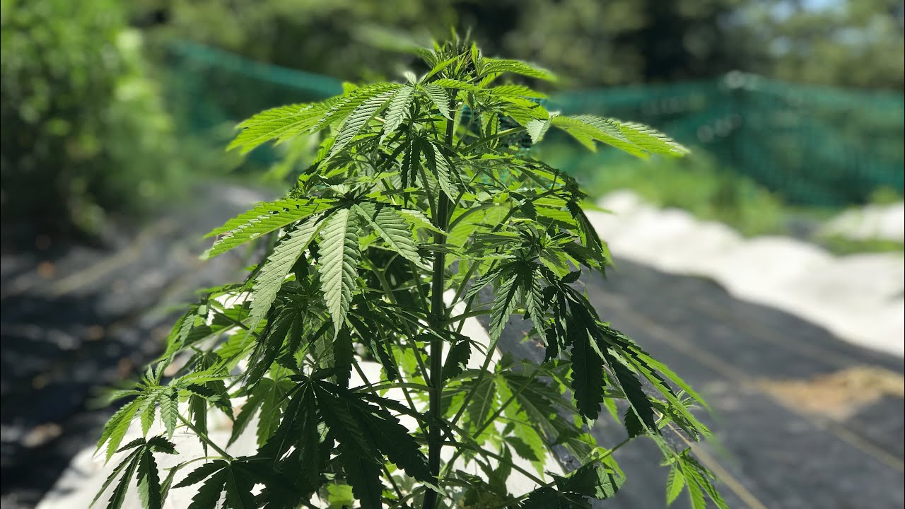 How to home grow cannabis in Virginia, and what you need to know before you grow!
