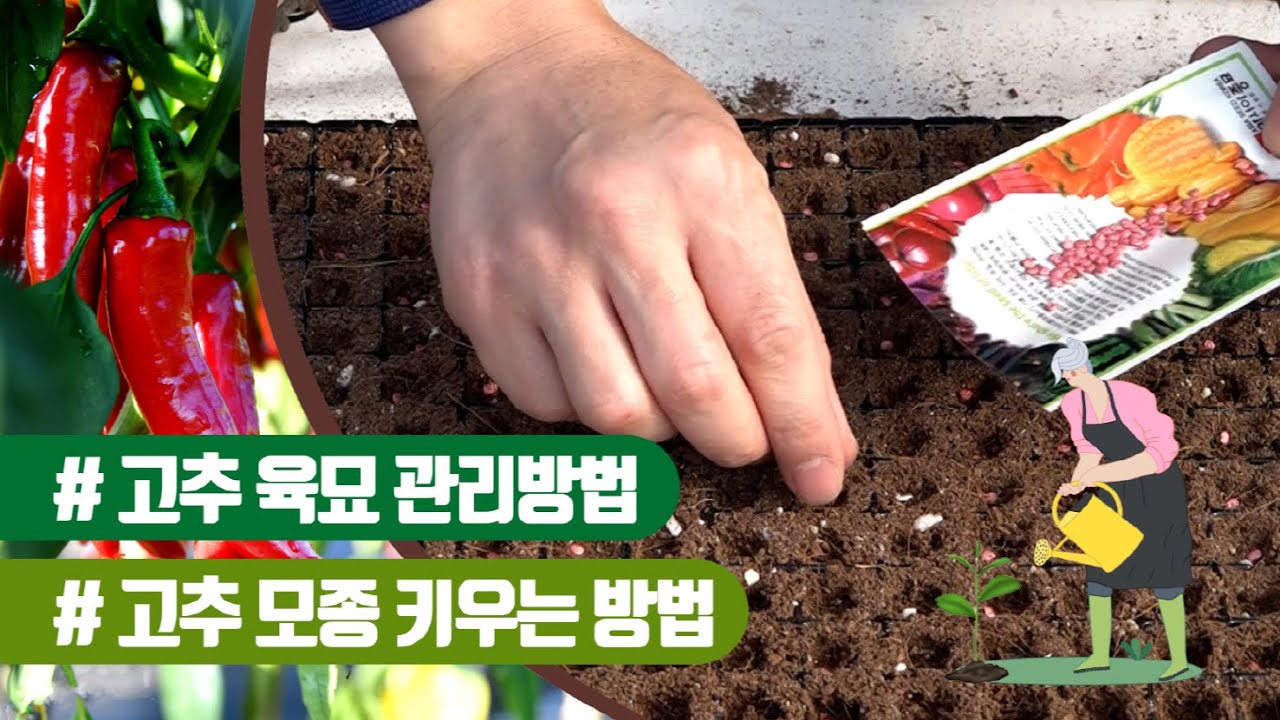 튼튼한 고추육묘방법 고추재배방법 육묘기술과 기간