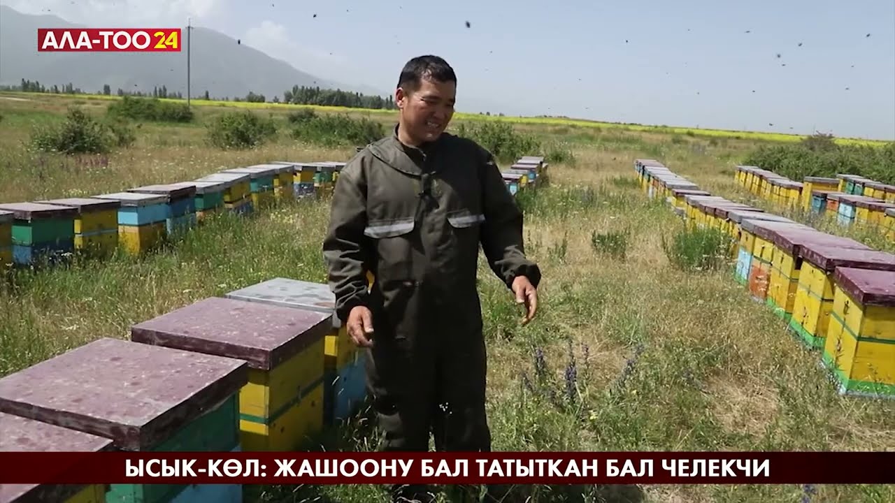 Ысык-Көл: Жашоону бал татыткан бал челекчи