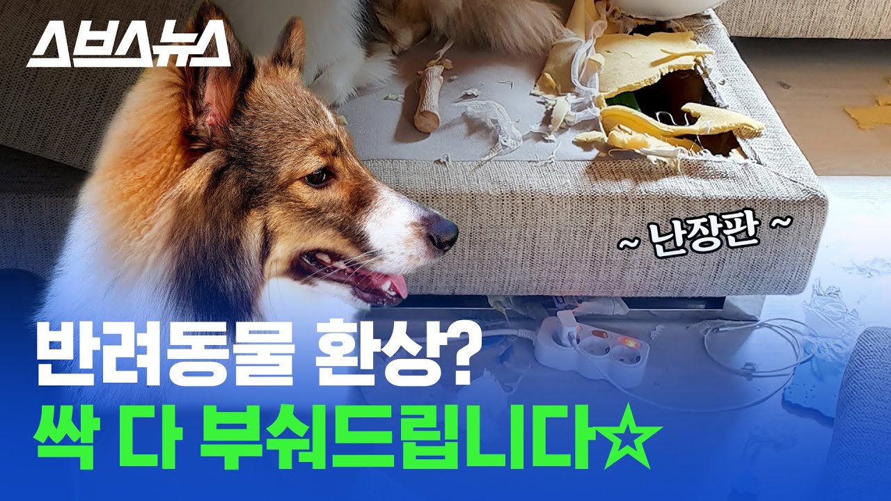 강아지&middot;고양이&middot;햄스터&middot;앵무새... 반려동물 키우고 싶다면 꼭 봐야 하는 영상 /스브스뉴스