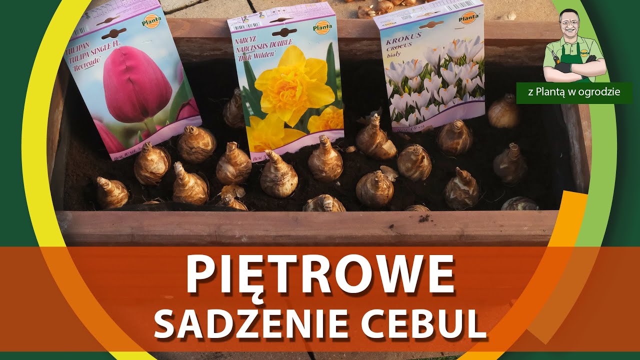 Piętrowe sadzenie cebul kwiatowych - Z PLANTĄ W OGRODZIE