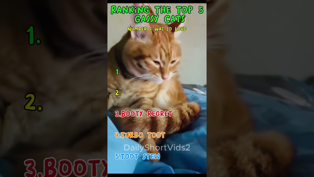 Top 5 Funny Cat Farts That&rsquo;ll Leave You Crying Laughing 🤣 #shorts #catshorts