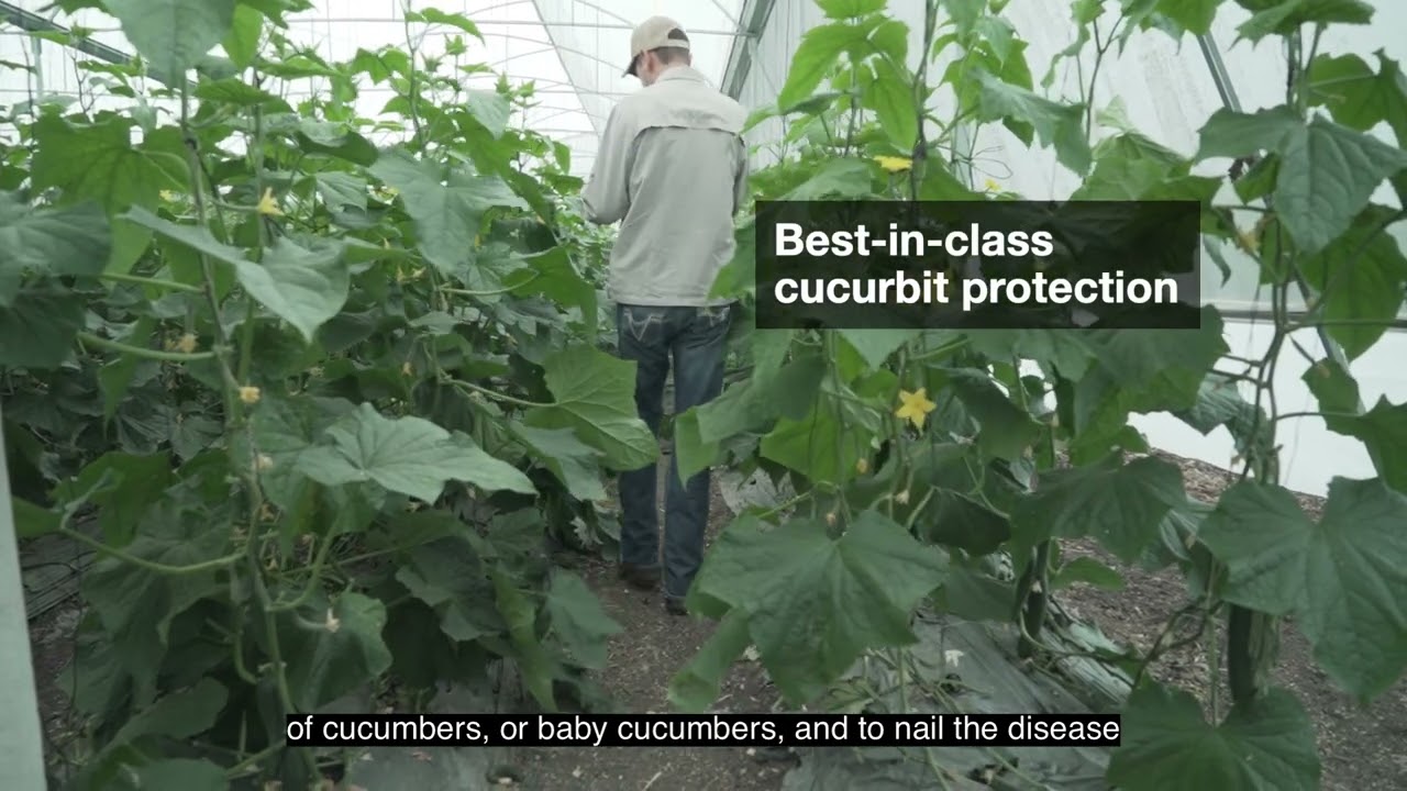MIRAVIS® Duo delivers best-in-class cucurbit disease protection