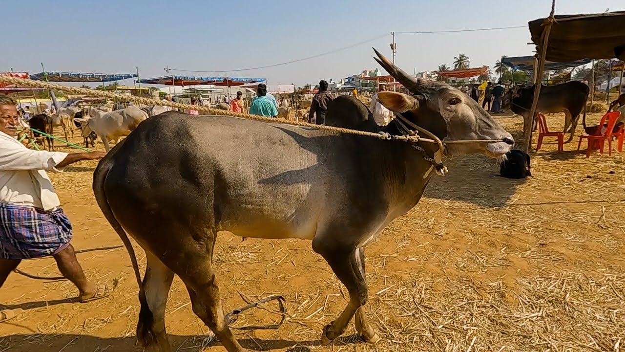 Fabulous stud bull of Lokesh Kemarayanahatti