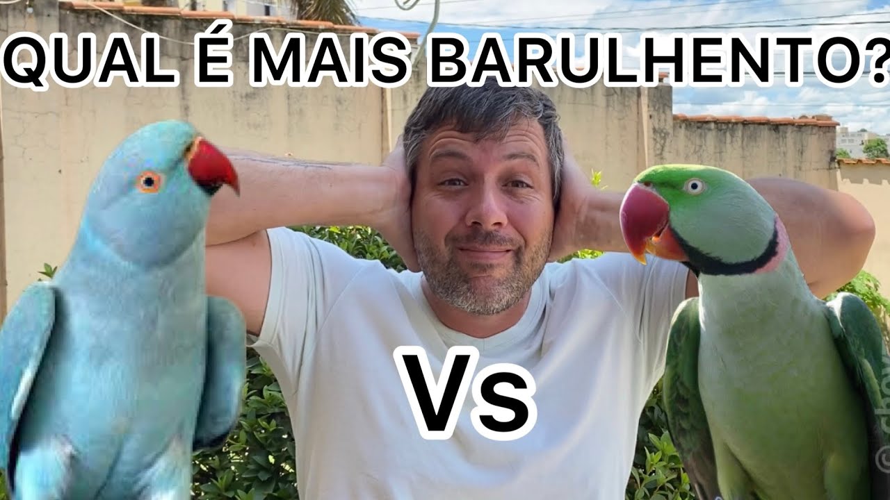 RING NECK VS GRANDE ALEXANDRE - Qual faz mais barulho!