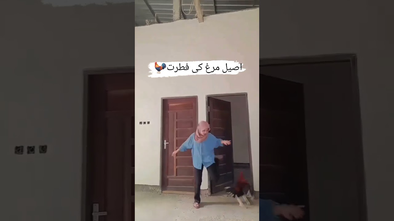 Fight Of Aseel Murga Sindhi Aseel Mianwali Aseel Murga Aseel murgay Ki Larai #goat #beautifullgoats