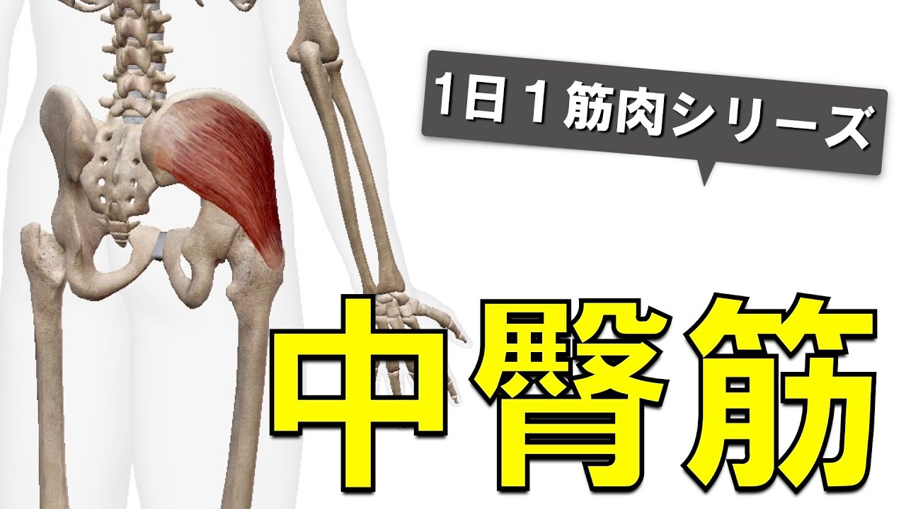 【1日1筋肉×中臀筋】お尻の筋肉の中間層：中臀筋の起始停止と作用について