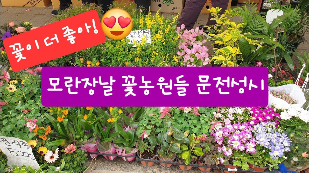 설 명절을 앞둔 모란장!꽃농원을 먼저 찾으시는 분들이 너무 많으십니다