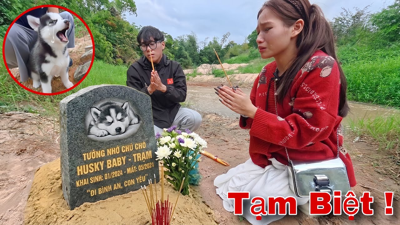 Dẫn Thảo Đi Thăm Mộ Ngáo Husky Baby Thì Đen Đủi Rơi Mất Nhẫn Vàng Và Cái Kết | Dương KC