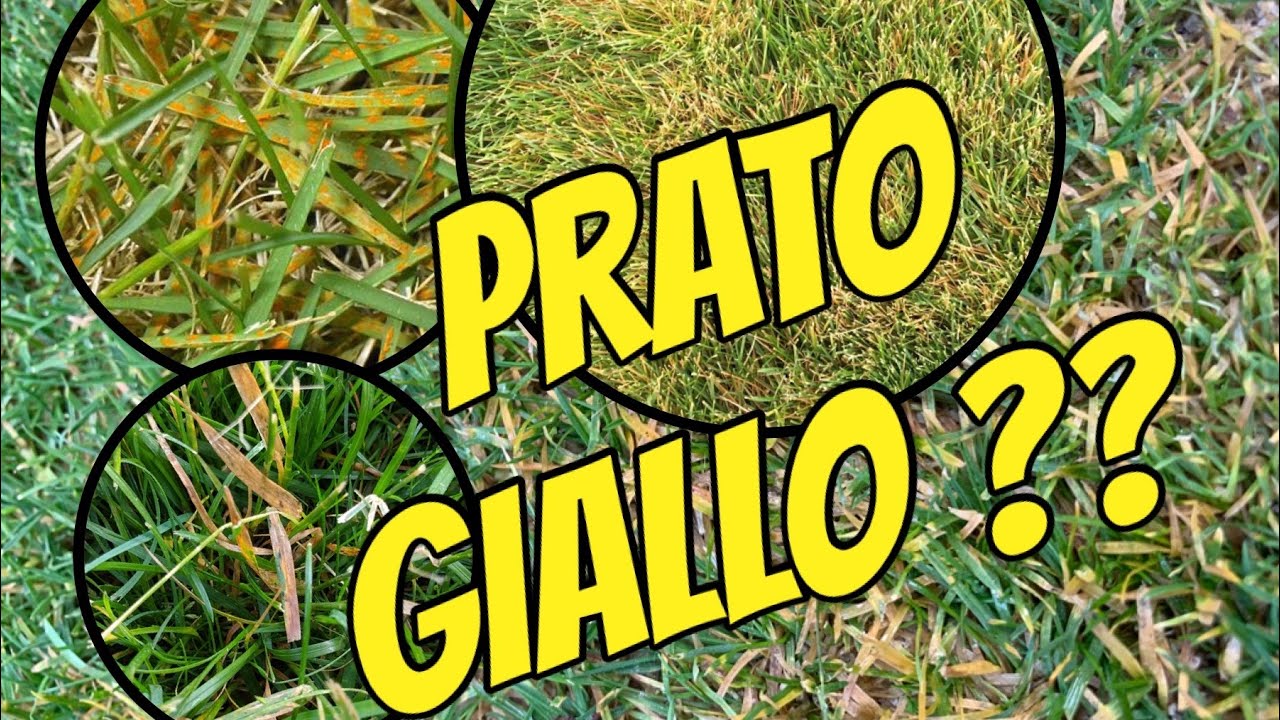 Ingiallimenti nel prato nel periodo invernale - microterme