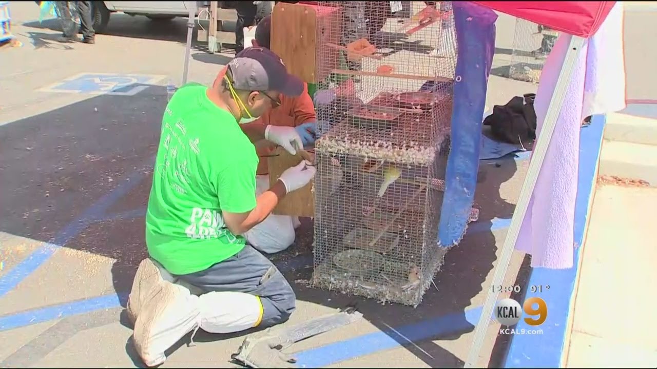 Thousands Of Dead and Abused Animals Discovered In Montclair Warehouse