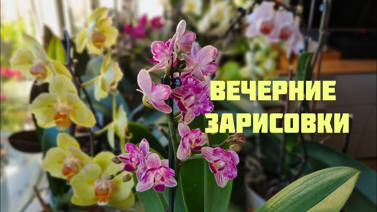 Орхидеи на северном подоконнике