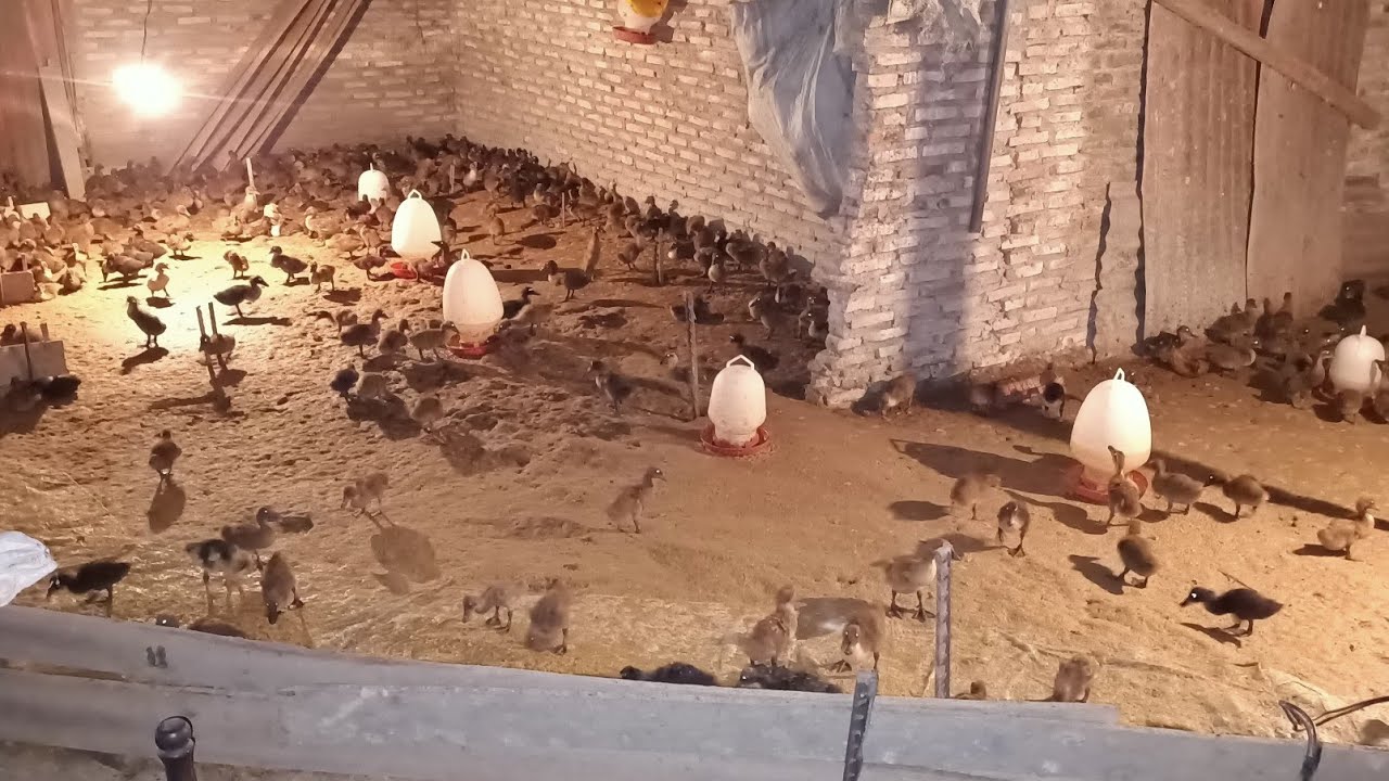(11) Mengapa Bebek Wajib Di Kasih Makan Malam Hari!?