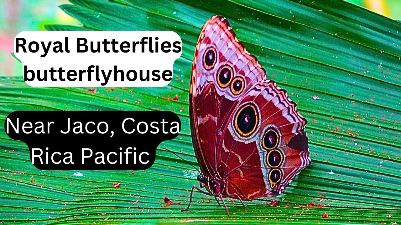 Royal Butterflies butterfly farm. Jaco. Costa Rica travel 4K.