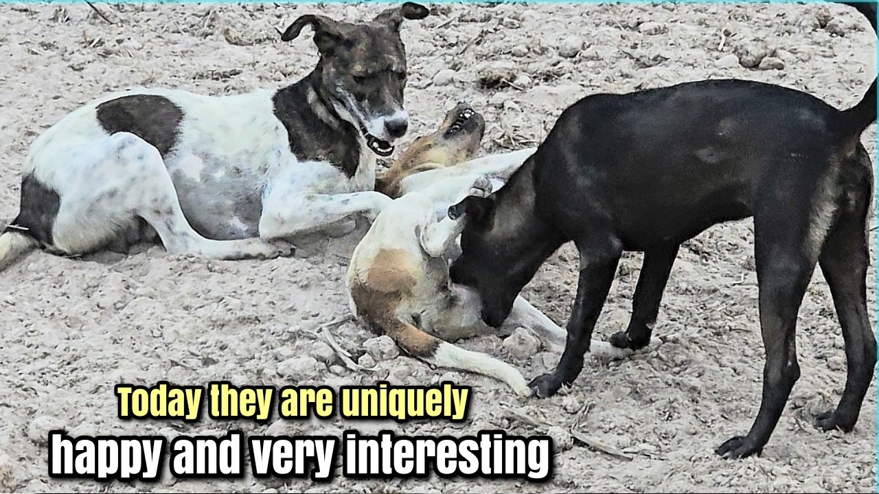 TODAY THEY ARE UNIQUELY HAPPY AND VERY INTERESTING #dogs