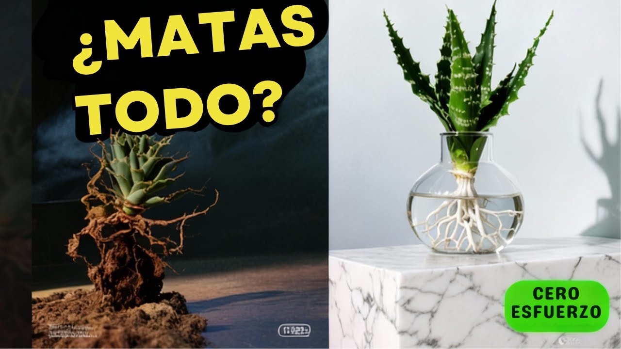 5 PLANTAS INDESTRUCTIBLES para Olvidadizos | Horario CERO ESFUERZO + Solución CERO MOSQUITOS