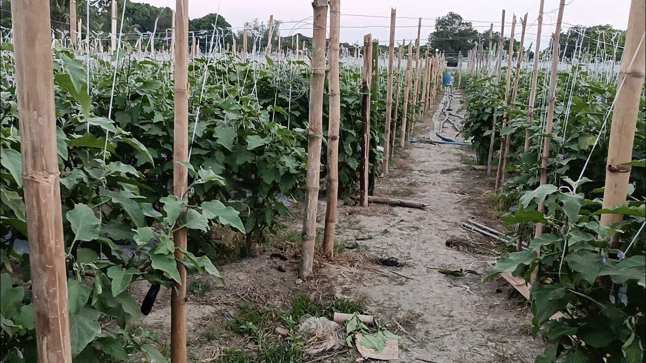 Sakit oh fungus sa talong at fungicide para sa sakit at fungus sa talong 🥰 Alamin natin 🥰