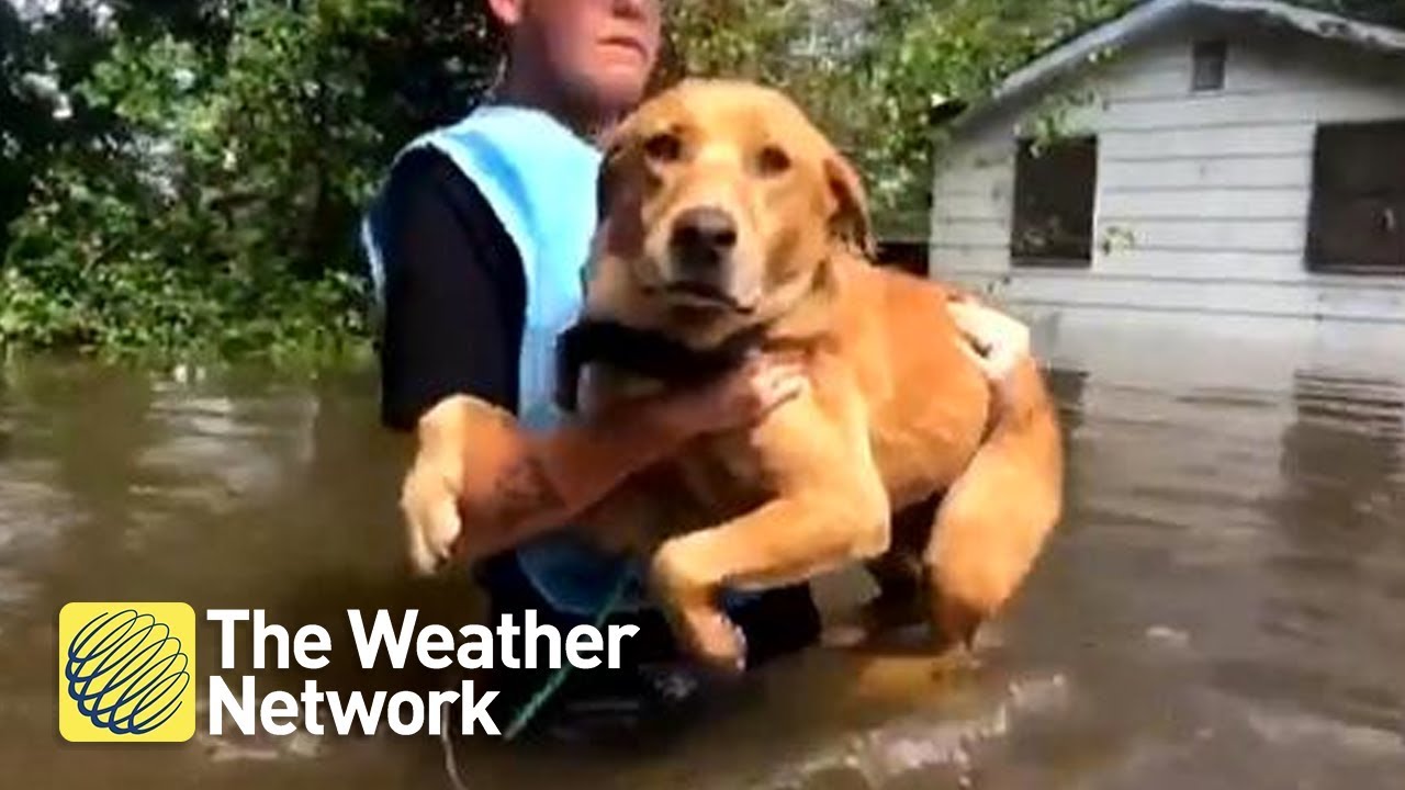 These heartwarming animal rescues from Florence floods will have you reaching for tissues