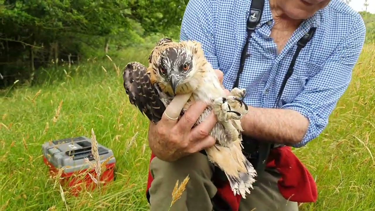 Poole Harbour Osprey Ringing Video 2022