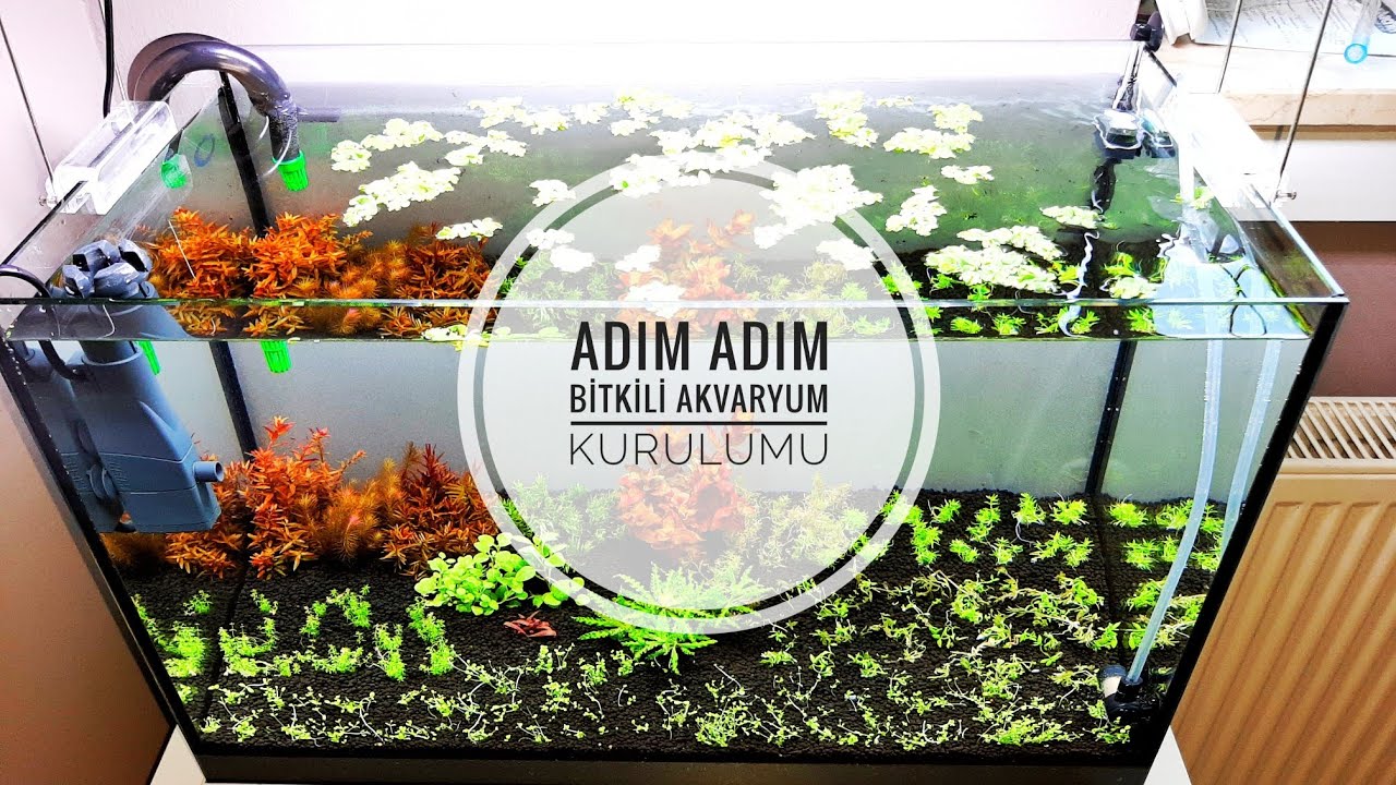 ADIM ADIM | BİTKİLİ AKVARYUM KURULUMU