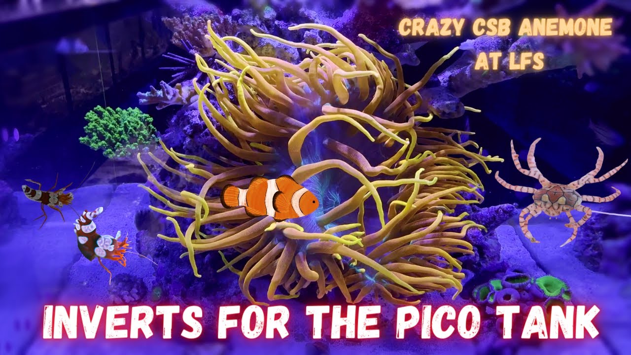 Sexy Shrimp + Pom Pom Crab for the PICO TANK + 100 SUBS!