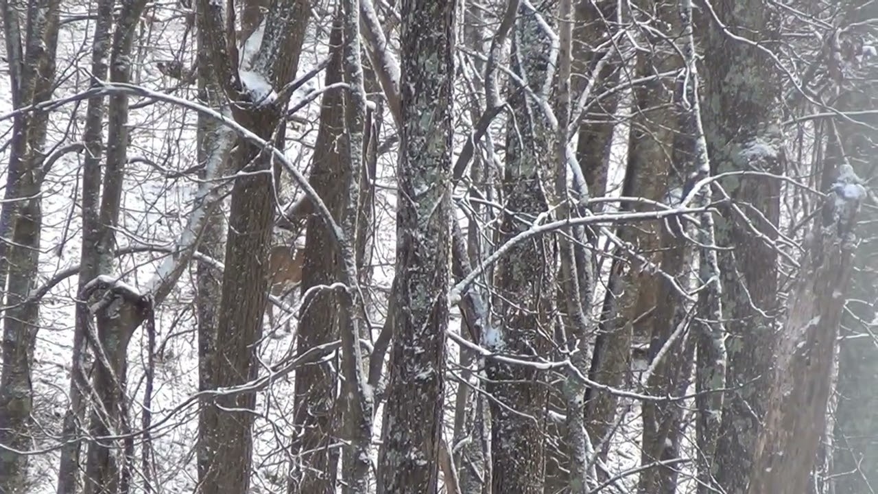 Two Old Deer Hunters