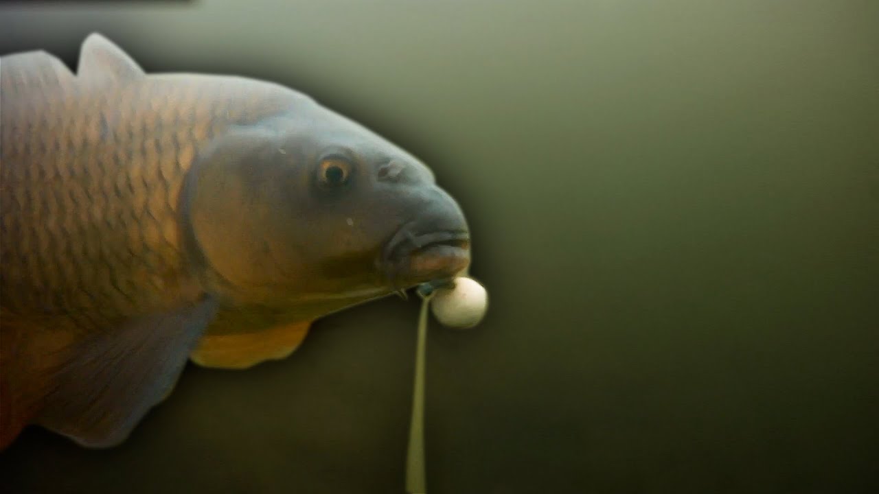 Carp Fishing, short winter session fishing beating the blank.