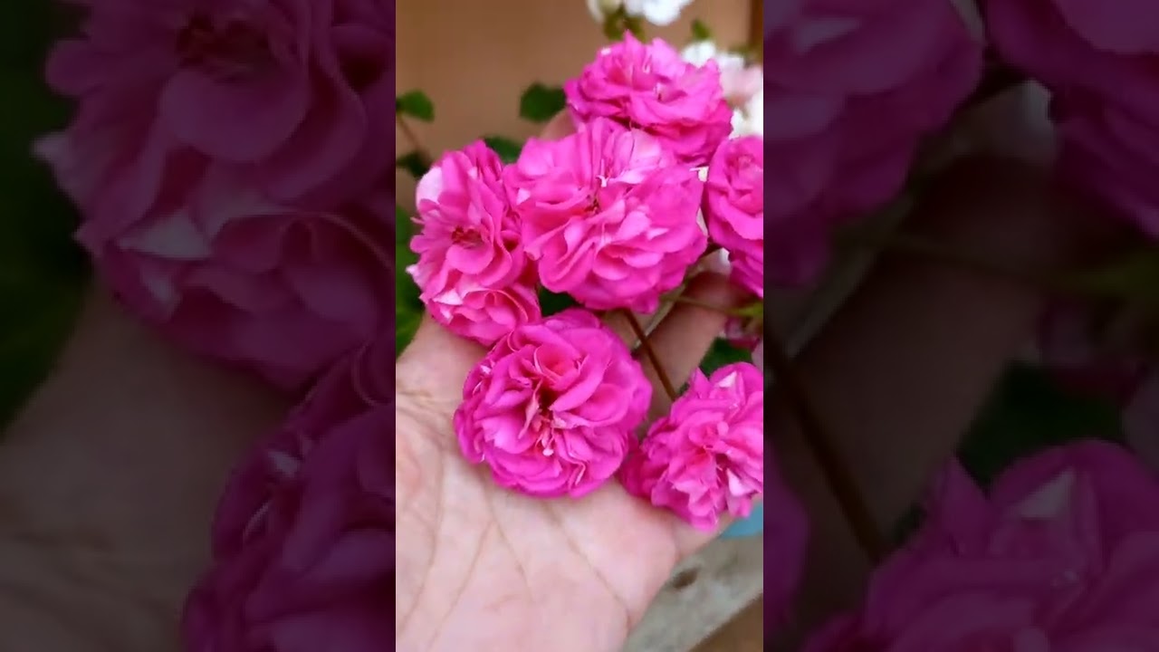 Ю Лариса Огудалова.  Ю Грушенька.  Ирида барышня крестьянка и другие