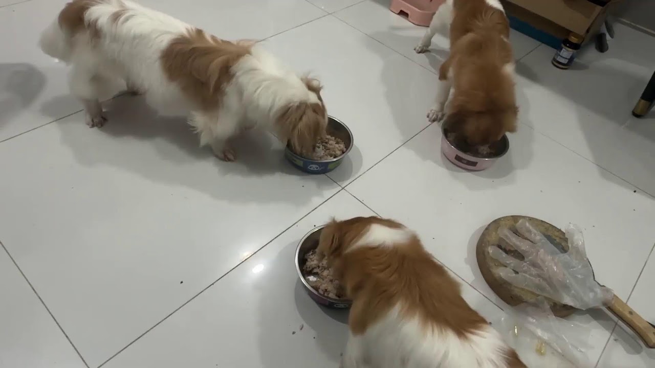 Wagging tails at dinner