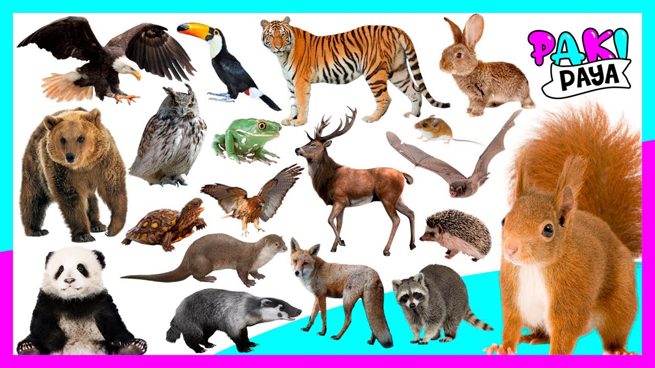 ¡LOS ANIMALES DEL BOSQUE! 🐿️🐇🦌 FOREST ANIMALS. Video educativo