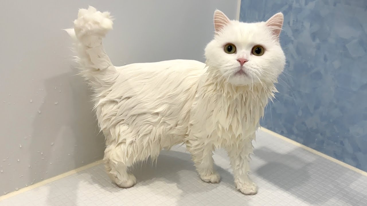 綿飴みたいな猫をお風呂にいれたら…