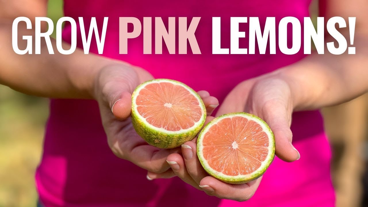 Grow a PINK Lemon Tree! (4 Reasons You Need One)
