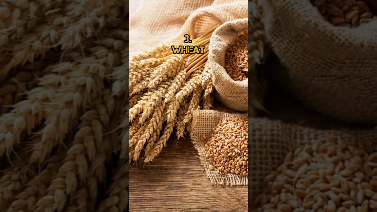 top 10 agriculture commodities in india 