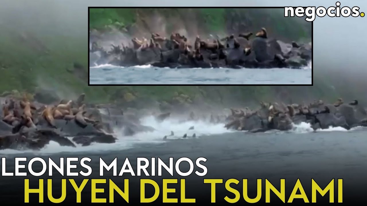ÚLTIMA HORA | El gran tsunami se acerca a las costas del Pacífico: leones marinos huyen de la costa